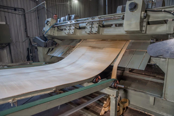 A wide veneer sheet leaving peeling equipment onto a conveyor.